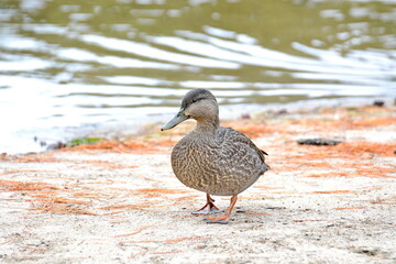 American black duck on a lake in Algonquin Park, Ontario, Canada