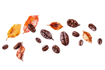 Autumn leaves and coffee beans scattered isolated on transparent background. Coffee leaves isolated on white background.