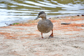 American black duck on a lake in Algonquin Park, Ontario, Canada