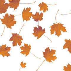 Autumn maple leaves are captured falling against a clean white background, ideal for seasonal, fall, or Thanksgiving designs and decorative projects.. Design element or banner.