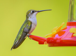 Ruby-throated Hummingbird perching on red feeder