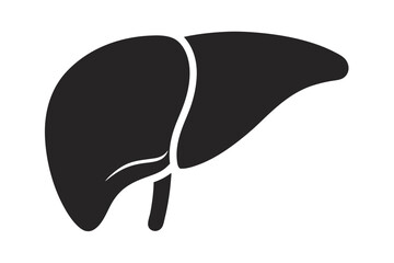 Simplified monochrome human liver anatomy showcases essential form and structure for medical education