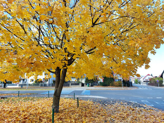 Bright yellow leaves of maple tree. Autumn season. Street in Maribor. Slovenia. Europe
