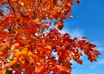 bright red maple leaves and blue sky. Autumn season