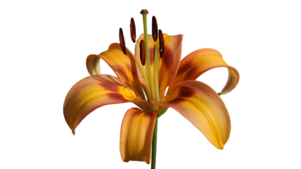Orange and Yellow Lily Flower with Stamens on White Background bloom blossom isolated on a transparent background