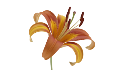 Orange and Yellow Lily Flower with Stamens and Pistil on White Background bloom isolated on a transparent background