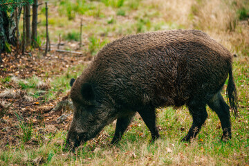 wild boar in the forest