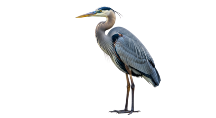 Great Blue Heron standing profile view with yellow beak isolated on a transparent background bird