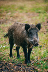 wild boar in the forest