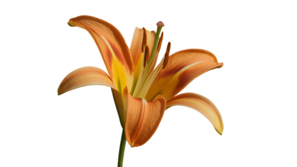 Vibrant Orange Lily Flower with Detailed Petals Isolated on White Background bloom isolated on a transparent background