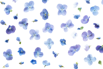Small blue flower petals scattered on a black background isolated on transparent background. Periwinkle flowers isolated on white background.