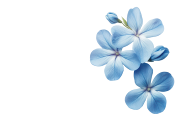 Small blue flower petals scattered on a black background isolated on transparent background. Periwinkle flowers isolated on white background.