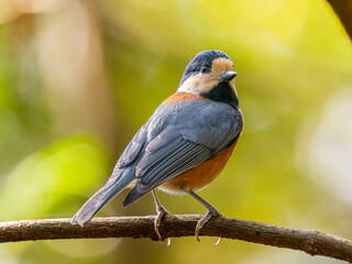 枝にとまるヤマガラ