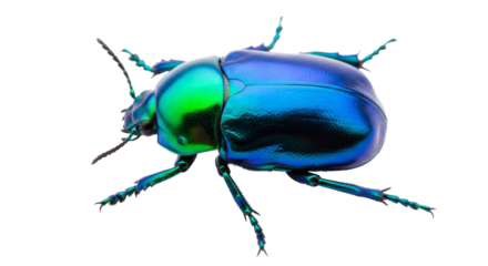 Iridescent Blue and Green Beetle with Detailed Legs isolated on a transparent background insect metallic