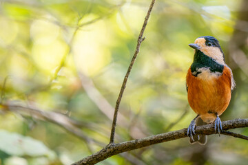 枝にとまるヤマガラ