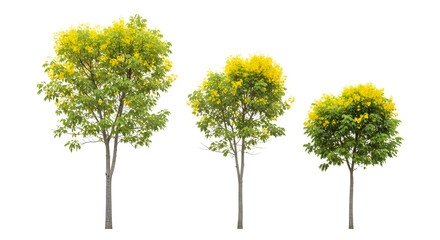Fototapeta premium Three vibrant yellow-flowered trees, green leaves, natural beauty