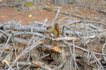 Red Squirrel eating seeds in Algonquin Park, Ontario, Canada on an October morning.