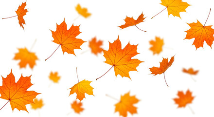 Fototapeta premium Vibrant autumn maple leaves falling freely isolated on white