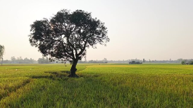 4K Cinematic Rural Bangladesh Landscape Symbolizing Sustainable Agriculture and Environmental Balance