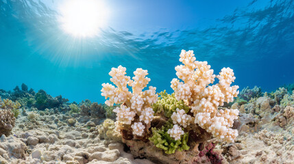 dendritic. White calcareous deposits forming dendritic patterns on a coral reef. ESG reports, sustainability campaigns, designed for sustainability communications and ESG reporting.