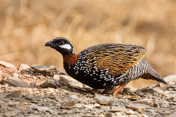 A beautiful close-up of a male Black francolin (Francolinus francolinus) at Pangoot, Uttarakhand, India