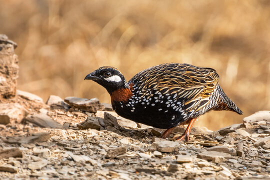 A beautiful close-up of a male Black francolin (Francolinus francolinus) at Pangoot, Uttarakhand,&nbsp;India