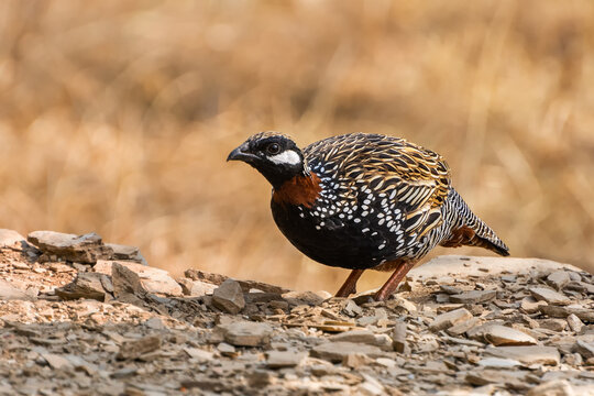 A beautiful close-up of a male Black francolin (Francolinus francolinus) at Pangoot, Uttarakhand,&nbsp;India
