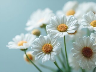 Fresh White Daisy Bouquet Light Blue Background Delicate Petals Golden Centers Natural Beauty Soft Floral Display Bright Blossoms Gentle Spring Arrangement