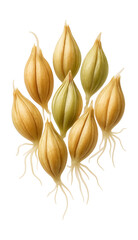 Obraz premium Sprouted barley grain featuring visible rootlets.