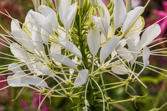 White Spiny spiderflower soft focus. Macro.Close up