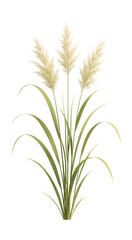 Fototapeta premium Tall grass with feathery flower clusters and long, slender leaves.