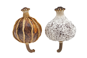 Dried poppy seed pods isolated on transparent background. ried poppy seed pods showing detailed texture and form isolated on white background.
