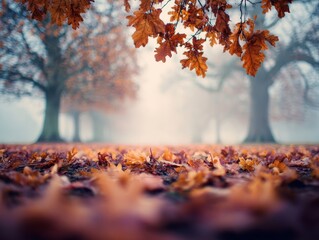 Autumn Park Ground Level View Fallen Oak Leaves Foggy Background Misty Trees Seasonal Landscape Fall Season Nature Beauty Soft Light Outdoors Scenery Blurred Depth