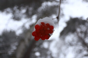 A bunch of red rowan berries on a branch under the snow in a winter forest.