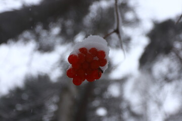 A bunch of red rowan berries on a branch under the snow in a winter forest.