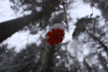 A bunch of red rowan berries on a branch under the snow in a winter forest.