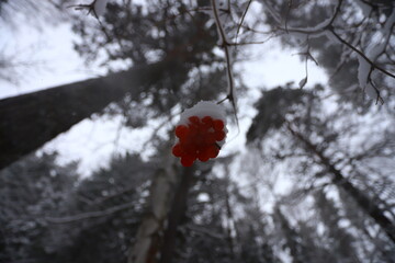 A bunch of red rowan berries on a branch under the snow in a winter forest.