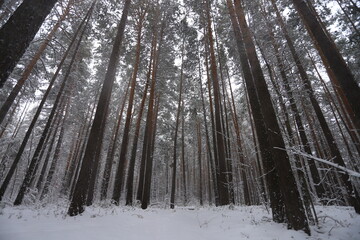 Karakan Pine Forest covered by snow. National forest situated in Siberia. Winter wonderland.