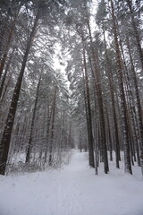 Karakan Pine Forest covered by snow. National forest situated in Siberia. Winter wonderland.