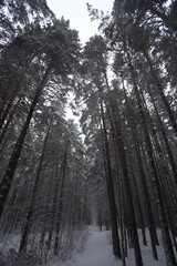 Karakan Pine Forest covered by snow. National forest situated in Siberia. Winter wonderland.