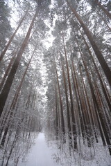 Karakan Pine Forest covered by snow. National forest situated in Siberia. Winter wonderland.
