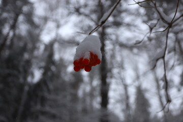 A bunch of red rowan berries on a branch under the snow in a winter forest.