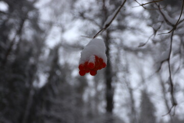 A bunch of red rowan berries on a branch under the snow in a winter forest.