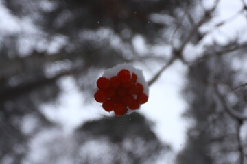 A bunch of red rowan berries on a branch under the snow in a winter forest.