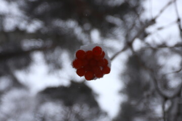 A bunch of red rowan berries on a branch under the snow in a winter forest.