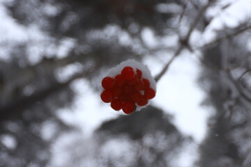 A bunch of red rowan berries on a branch under the snow in a winter forest.