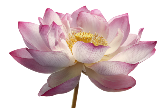 Pink lotus flower with yellow center isolated on transparent background. Beautifully lit pink lotus flower blooms with yellow center isolated on white background.