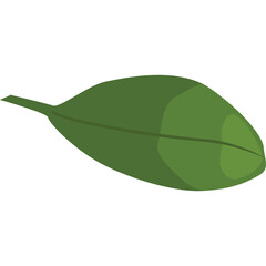 A Single Vibrant Green Leaf with a Vein Detail on a Transparent Background