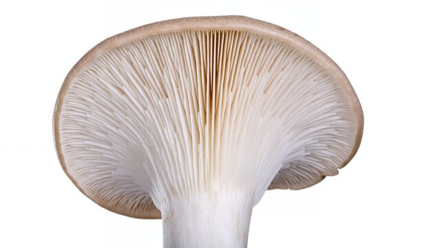 Close-up view of an oyster mushroom with gills visible on white background.