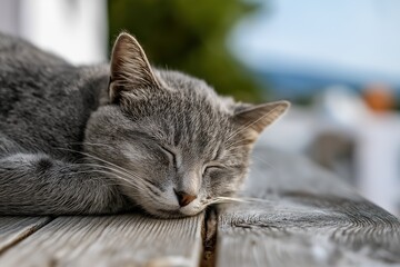 A serene cat sleeps peacefully atop a weathered wooden table, with soft blurred white background and ocean waves visible through the window, evoking tranquility for pet lifestyle or home decor themes.